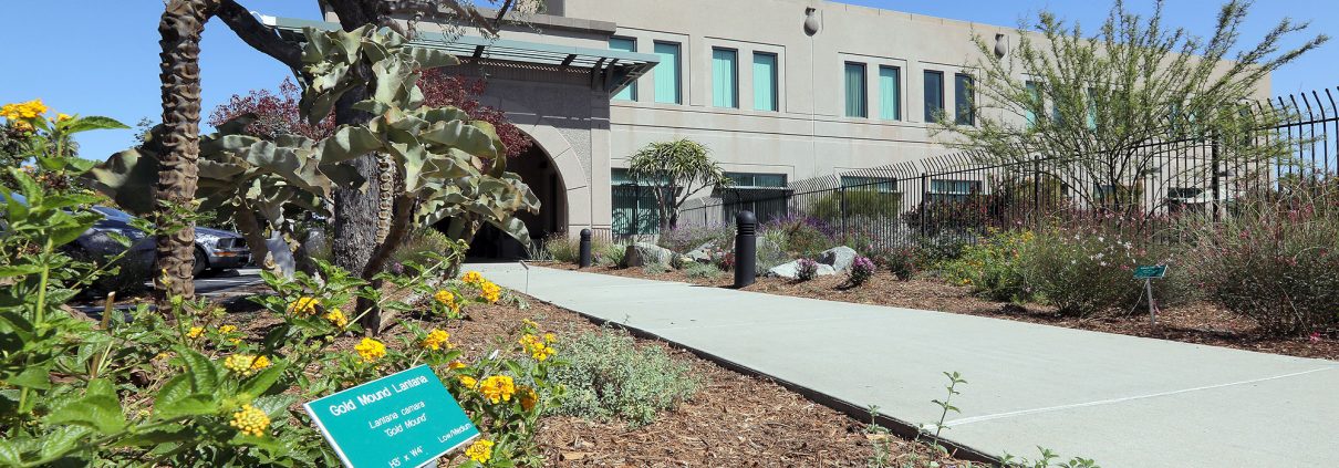 The San Diego County Water Authority's Sustainable Landscaping offers examples of plant choices for our region. Photo: SDCWA