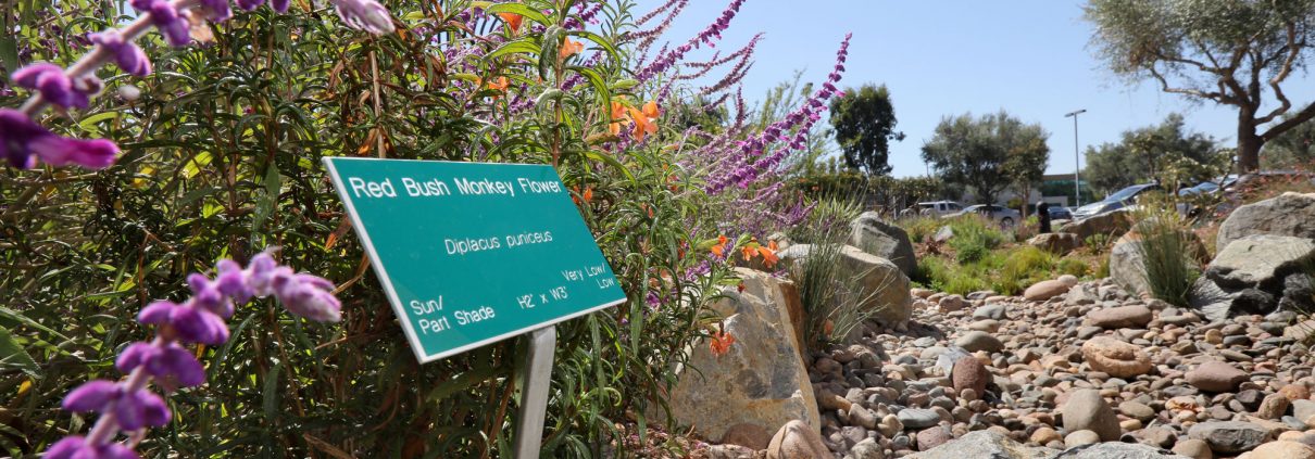 Choosing native plants can help you minimize the need for artificial irrigation of your San Diego County sustainable landscaping. Photo: SDCWA