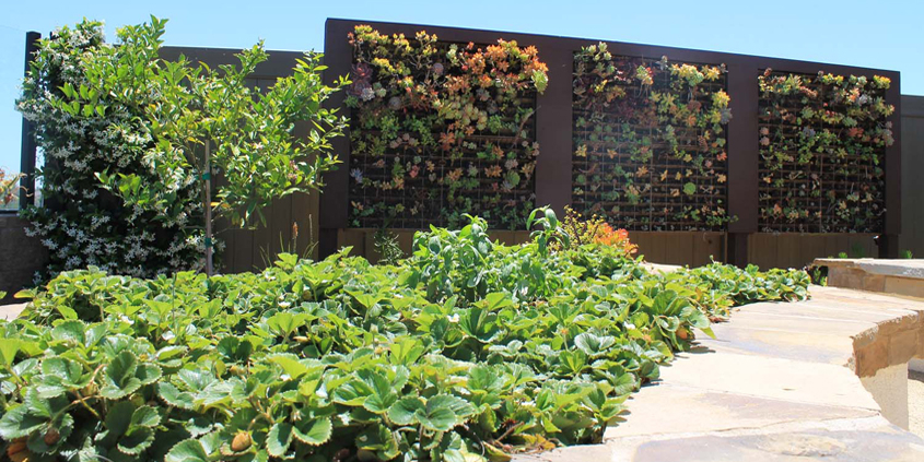 Carlsbad resident Munira Coomber's landscaping project wins the 2018 Watersmart Landscaping Contest. Photo: Courtesy Olivenhain MWD