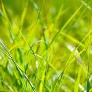 Love Your Lawn-Conservation Corner-Love your lawn organically
