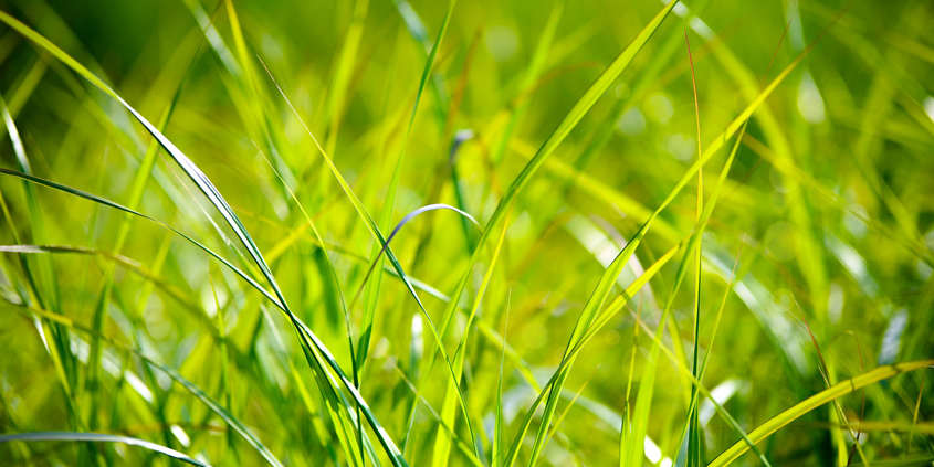 Love Your Lawn-Conservation Corner-Love your lawn organically