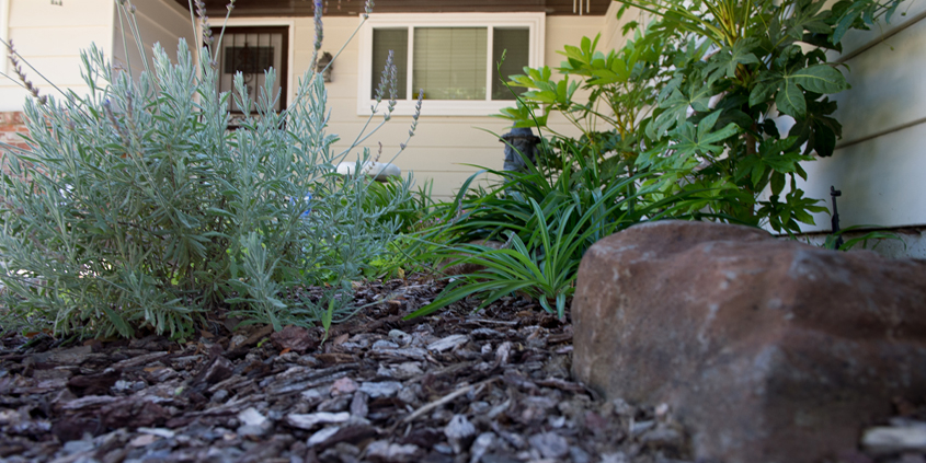 An example of drought tolerant landscaping with low water use plants. Photo: Kelly M. Grow, California Department of Water Resources landscape conserve