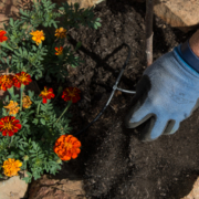 Your plant choices should be governed by the individual hydrozones in your landscaping. Photo: Kelly M. Grow/ California Department of Water Resources