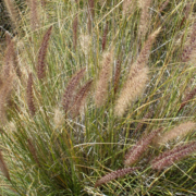 Outside its native African habitat, fountain grasses are an invasive species. In California it has no natural enemies and outcompetes native plant species. Photo: UCRiverside/Center for Invasive Species Research Invasive Plants