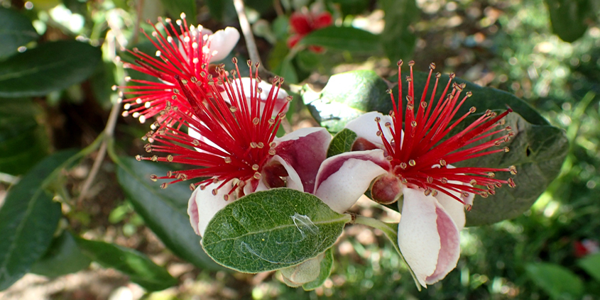 Fruit trees, especially citrus, thrive in San Diego County’s climates with just a little bit of care. The Pineapple Guava (Acca sellowiana) is a good choice with spectacular blooms. Photo: WIkimedia/Creative Commons License Edible Plants climate zone