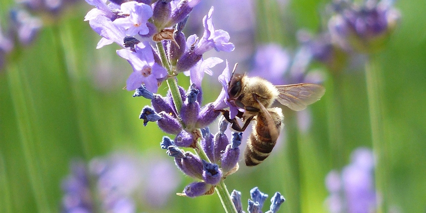 Encourage pollinators to visit your sustainable landscaping with plants that attract bees, butterflies, and others. Photo: Flickr/Creative Commons