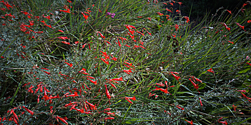 Everett’s California Fuchhia is an example of a plant that doesn't like to have wet feet, meaning roots sitting in water. Photo: Wikimedia Commons
