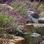 The Water Authority created a sustainable landscaping demonstration garden for the public at its Kearny Mesa headquarters. Photo: San Diego County Water Authority
