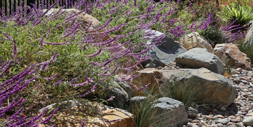 The Water Authority created a sustainable landscaping demonstration garden for the public at its Kearny Mesa headquarters. Photo: San Diego County Water Authority