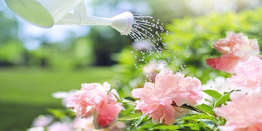 Watering your plants by hand is a great way to control exactly how much water they receive and observe them closely to be sure they are flourishing in the early stages.