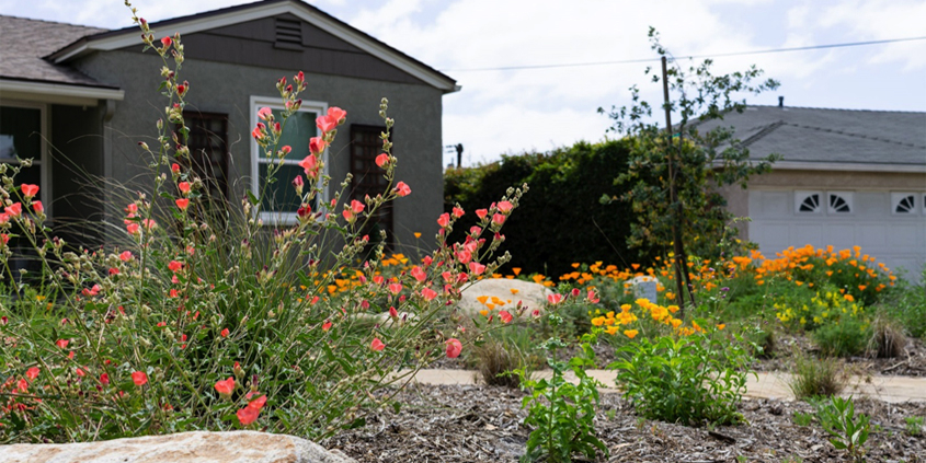 A colorful landscape full of native blooms is the 2019 Helix Water District Landscape Contest winner. Photo: Helix Water District Helix 2019 Landscape Contest