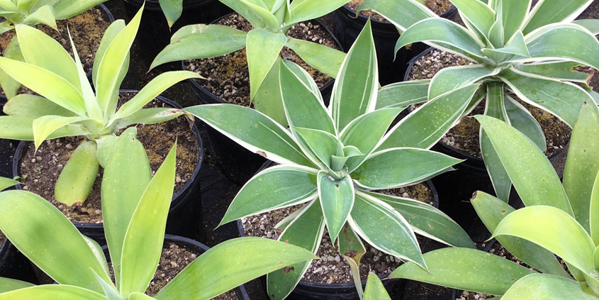 Agave attenuata is one of the plants available to qualified Fallbrook PUD customers in its new plant voucher program. Photo: Fallbrook PUD plant vouchers