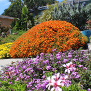 Janet and Conrad Becks' winning design came from their desire to save water and to showcase their makeover. Photo: City of Oceanside drought tolerant gardens