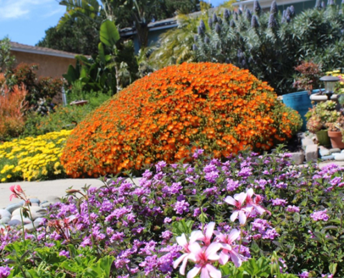 Janet and Conrad Becks' winning design came from their desire to save water and to showcase their makeover. Photo: City of Oceanside drought tolerant gardens