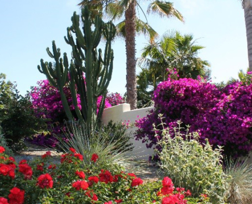 The colorful new landscaping can serve as an inspiration to other Carlsbad residents. Photo: OMWD OMWD 2019 Landscape Contest