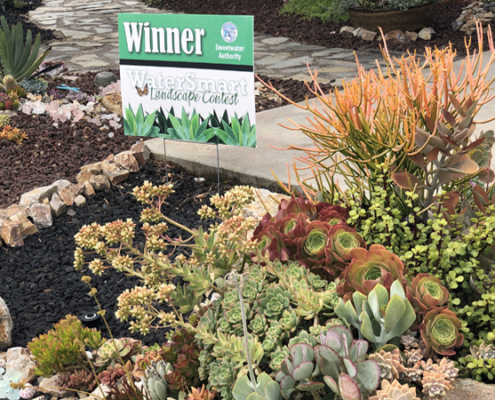 A diverse palette of colorful succulents, cacti, and California native plants add to the winning design. Photo: Sweetwater Authority