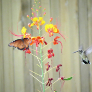 Butterflies and hummingbirds aren't just visually appealing; they also provide a service to your landscape by pollinating plants. Photo: GeorgeB2/Pixabay