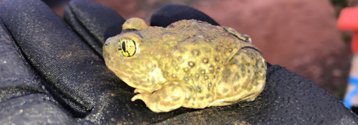 Several sensitive species of small animals, such as this western spadefoot toad, live within Mission Trails Regional Park. Photo: Water Authority