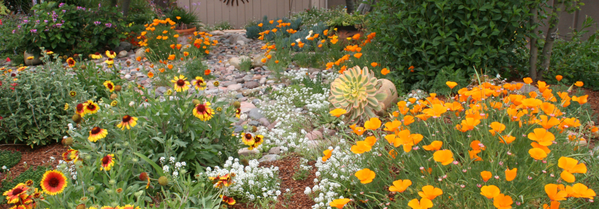 Native plant-sustainability-garden-landscapetracting pollinators like hummingbirds and butterflies. Image: Water Authority plant installation