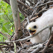 Cooper's Hawk chick-Pipeline 5-May 2020-habitat