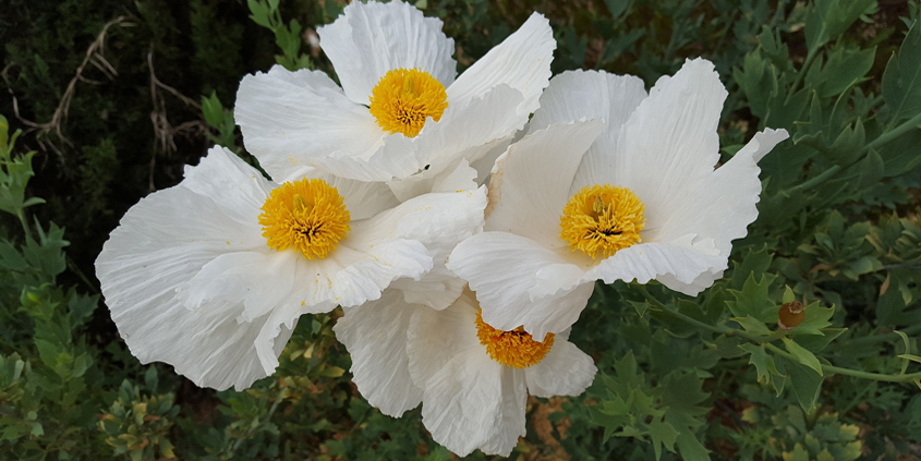 Matilija poppies, or Romneya coulteri, have the largest flower of any poppy. It's native to dry, sunny areas from California to Baja and are good choiices for successful sustanable landscaping. Photo: Kimberly Rotter / Pixabay