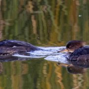 Hooded mergansers glide across Sweetwater Reservoir. Photo: Sweetwater Authority Reservoirs