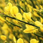 Scotch broom's blooms are pretty, but it is a non-native invasive species and should be avoided. Photo: Armen Nano/Pixabay