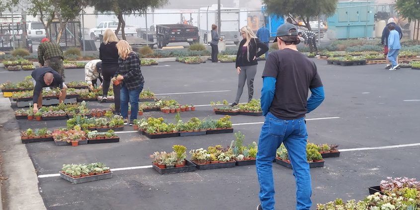 Fallbrook homeowners select their free succulents thanks to a Fallbrook Public Utilities Department program. Photo: FPUD