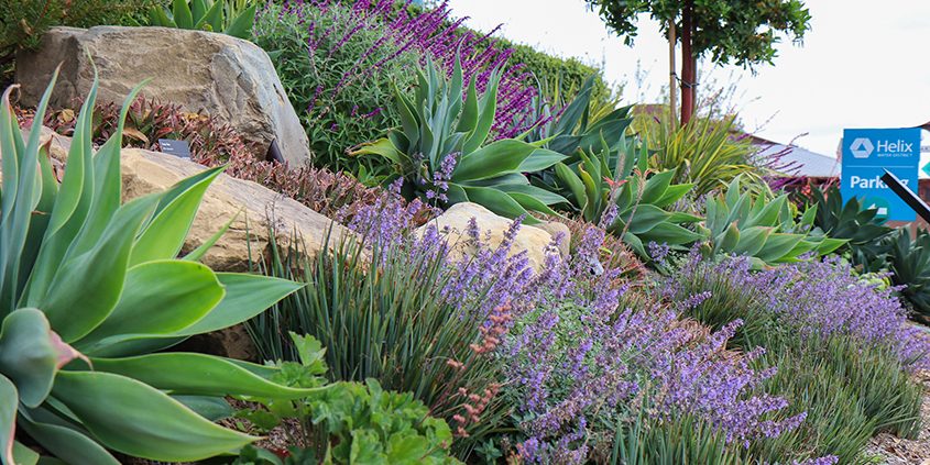 Native, water-wise plants thrive in one of the Helix Water District's demonstration gardens. Photo: Helix Water District