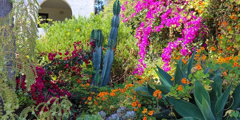 A 1920s La Mesa landscape used lush floral color with climate-appropriate plants, winning recognition from the Helix Water District as the runner-up in its 2023 WaterSmart Landscape Contest. Photo: Helix Water District lush landscape